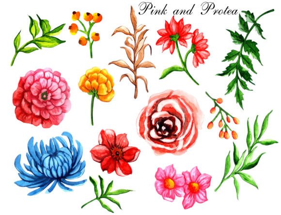 Download Watercolor Floral Elements Pink Protea - Premium Resources